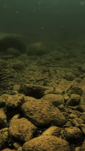 Umpan Pancing Lure Minnow Casting Hayumake SPICA Sinking Lure