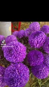 Thuốc Nước nhuộm màu hoa LILY & TULIP màu Hồng Sen nhập khẩu công nghệ Israel (chai nhỏ đậm đặc 100ml pha 1L nước màu hoa) là dạng nước màu đặc biệt dành đổi màu hoa Lily (khác màu nhuộm màu hoa cúc)