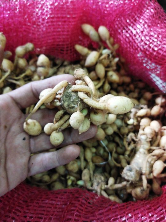 Kunyit%20Putih%201Kg%20Kunyit%20Putih%20Gombyok%20-%20Image%204