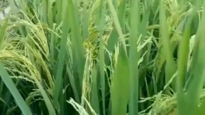 Benih Padi Unggul Bibit Padi Kabir 07 1kg