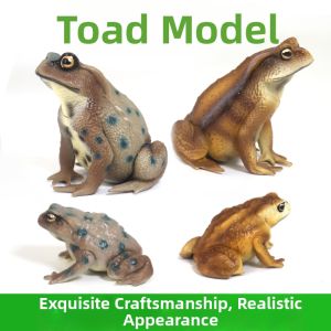 Realistic Educational Amphibian Model