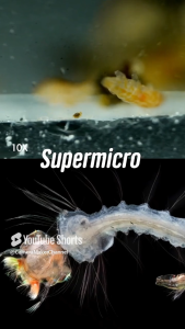 Pre - Order : LAOWA AUROGON FF 10X-50X NA0.5 SUPERMICRO APO (ประกันศูนย์) เลนส์มาโครกำลังขยายสูง 10X-50X