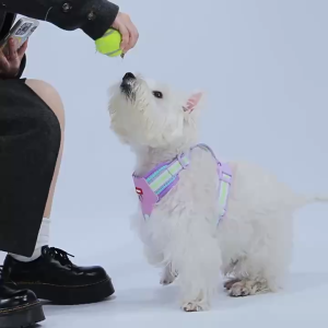 น้ําหนักเบาสายรัดสุนัขขนาดเล็กระบายอากาศสายรัดสุนัขที่มีสีสันน่ารักสายรัดลูกสุนัขสายรัดไม่มีวงเหมาะสําหรับสุนัข