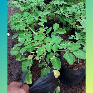 Bibit Pohon daun kelor/tanaman herbal bibit pohon kelor