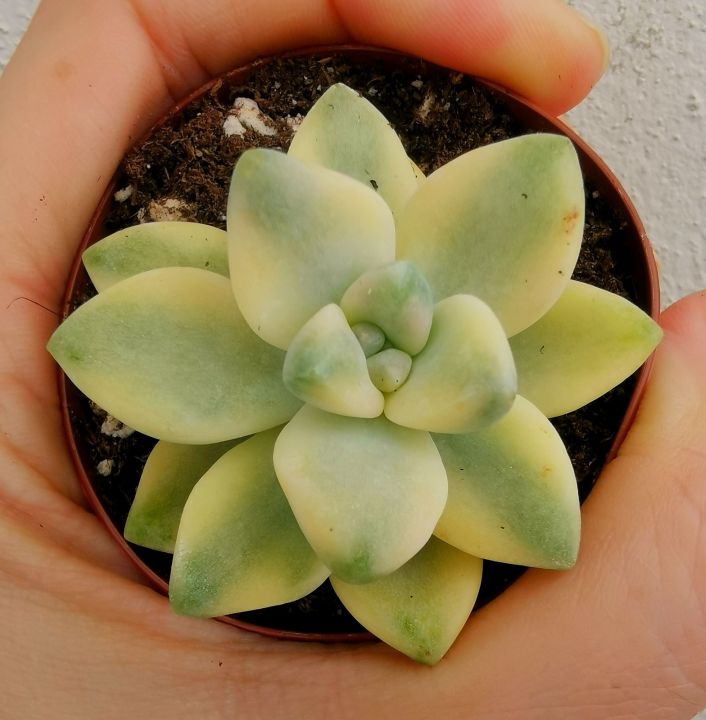 Graptopetalum Mendozae Variegata | Lazada