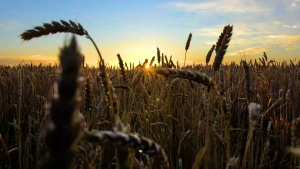 Farmland Montana 1kg (ถุงบริษัท) อาหารนกแก้ว ธัญพืชรวม สำหรับนกที่ต้องการไขมันสูง เช่น เกรย์ มาคอว์