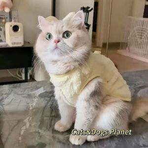 Mint Thickened Cat Clothes Small Dogs Autumn And Winter Anti Shedding Golden Gradient Doll Pet Cute Vest Warm Princess Style
