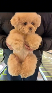 Adjustable Pet Carrier Backpack for Small to Medium Dogs and Cats Breathable Mesh Design New