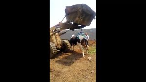 ชุดอุปกรณ์สำหรับการยกสัตว์ขนาดใหญ่ ส่งจากไทย - Cow Stand Support Stand Up Assist Device โครงใส่ขาตั้งสแตนเลสสำหรับฟาร์มโคนม