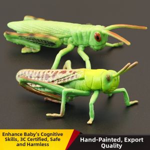 MENGSILE | Educational Insect Models