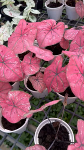 Caladium Pink Blush – Vibrant Artistic Beautiful and Easy Care House Plant