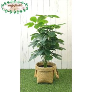 Tanaman Hias Daun Anubias X18 Semilatex Artificial Pot Dasar Hitam Cover Anyaman Purun Handle Hiasan Ruang Tamu Aesthetic