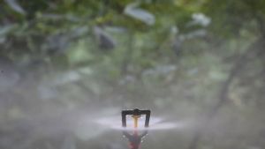 Bộ 10 Béc Tưới Cây Phun Sương Hạt Nhỏ Kèm Nối Ren 21 Tưới Lan Cây Cảnh