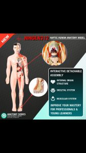 NINGEN312 Anatomical Human Body Model Kit 3D Transparent with Removable Organs & Skeletal Structure Interactive Science Learning Tool Plastic Anatomy Model Set TOMEI312 ANATOMY SERIES with English Instruction Manual for Young Learner or Professional
