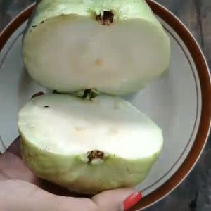 Bibit Jambu Kristal Jumbo Cepat Berbuah