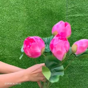 Hoa Sen Giả. sen quan âm . dùng trang trí nhà cửa .cắm bình .cắm bục phát biểu