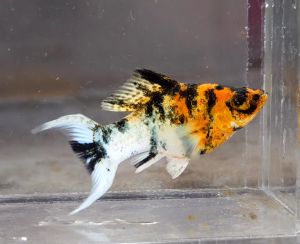 Red Head Molly Fish(Female) 红头茉莉鱼(母)❗️(Not random fish）❗️Fish same as order❗️42
