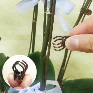 คลิปหนีบก้านกล้วยไม้ 100/200 ชิ้น อุปกรณ์พยุงต้นไม้ คลิปพลาสติกสำหรับพยุงกิ่งไม้ ช่วยให้ดอกไม้เติบโตตรง อุปกรณ์หนีบกิ่งไม้ในสวน คลิปพยุงต้นไม้แบบใหม่