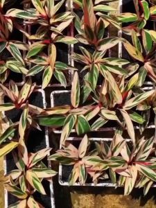 Bibit Tanaman Hias Calathea Multicolour | Calathea Tricolor | Calathe Varigata Super Laris