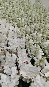 High-end phalaenopsis simulation flower fake flower living room decoration flower decoration orchid flower potted light luxury flower decoration