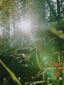 78CC 9.9KW Gasoline Chainsaw 22/24 Inches Mini Portable High Power Cutting Tool Original Import for Versatile Gardening and Tree Trimming