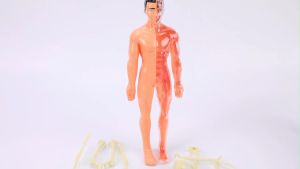 3D Human Body Anatomy Model Toys Educational Human Body Organ Assembly Toys Teaching Tools for Children Early Learning Toys Human Organs Body Viscus STEM Educational Toy Puzzle Fun Anatomy Play Game 3D Matching Model Montessori Construction Child Gift