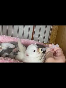 4Pcs Kitten Silicone Feeder Nipple Pet Silicone Pacifier