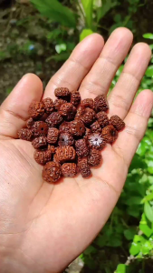 Jenitri butiran 5 PCS CUTTING ATAU DI POTONG SAMPING warna glowing ukuran random