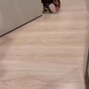 Mainan Gigitan Bola Garis Rainbow Mainan Kucing Cat Toys Mainan Hewan Peliharaan PST