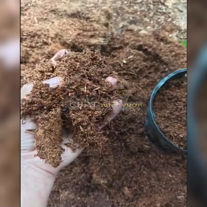 1kg xơ dừa hoai mục đã qua xử lý mầm bệnh