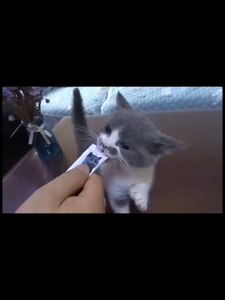 แมวเหมียวแฮปปี้! สแน็คแมวเนื้อสับละเอียด 5 รสชาติ  (ไก่-แซลมอน-ทูน่า-นกพิราบ-นมแพะ) อุดมด้วยโภชนาการสูง  ไม่มีสารกันบูดเทียม  ไม่มีสีผสมอาหาร  ไม่มีกลิ่นสังเคราะห์  เสริมภูมิคุ้มกัน  กินง่ายได้ทุกวัน เนื้อนุ่มหอมอร่อย เหมาะสำหรับแมวทุกสายพันธุ์ทุกวั