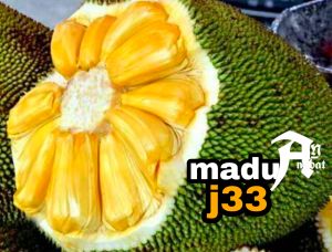 bibit nangka madu import J33 // nangka madu malaysia // nangka tekam yellow okulasi