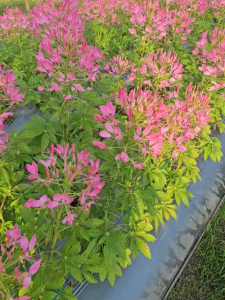 เมล็ดพันธุ์ดอกเสี้ยนฝรั่ง คละสี