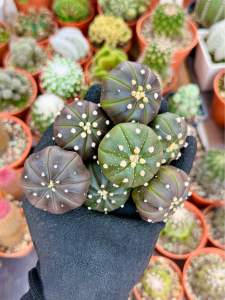 Astrophytum Asteria cv Purple Skin Seeding / 实生紫皮兜