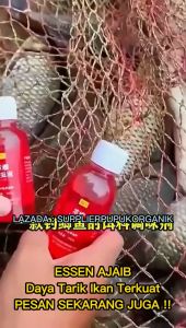 CUAAN!! Essen Ikan Mas Paling Ampuh & Segala Cuaca