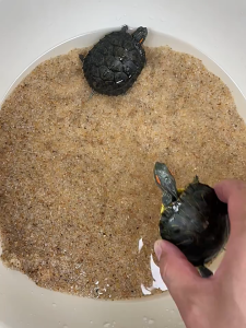 แทงค์เลี้ยงเต่า ชุดถังเต่า อ่างเต่า ด้วยแสง และโต๊ะอาบแดด ลานอเนกประสงค์สำหรับเต่า