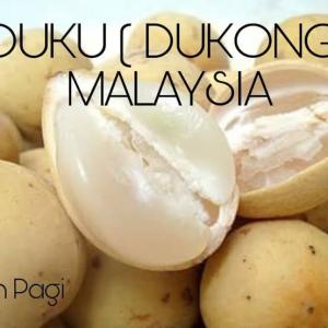 Bibit Tanaman Duku (Dukong) Malaysia