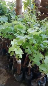 BIBIT ANGGUR AUTUMN PINK IMPORT TERBAIK