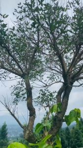 MOCHEL - Sandal Selop Pria dan Wanita Terbaru MOC 07:35 Navi Putih