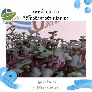 เมล็ดพันธุ์ ต้นอ่อนกะหล่ําปลีแดง (Red Cabbage) ไมโครกรีน Microgreens