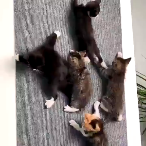 Self-adhesive Non-woven Cat Scratching Mat Trimmable Felt Scratch Carpet for Sofa Furniture Protection Wear Resistant Scratcher Pad Satisfy Cat Grinding Claw Needs Household Daily Activity Supplies