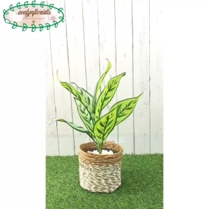 Pohon Hias Imitasi Daun Callathea X9 Cover Pot Seagrass Coklat Mini Hiasan Meja Hiasan Ruangan Tamu
