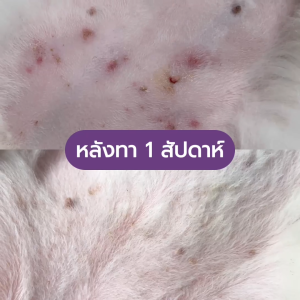 Goodboss Roller Dog เจลเย็นสำหรับสุนัข ลดคัน ขนร่วง ผื่นเเดง เเบคทีเรีย สกัดจากธรรมชาติ ขนาด 10ml.