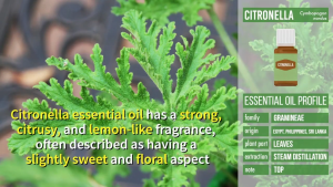 Belli to Baby Citronella Essential Oil Minyak Esensial Sereh Wangi