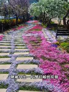 Fluke flower seeds福禄考花种 芝樱花 phlox drummondii seasonal sowing flowering plants indoor flowers potted plants grass seeds