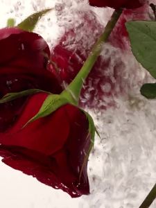 CHUNFENGSHILI | Nước Hoa Nữ Hương Hồng