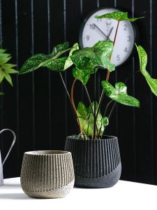 Creative Nordic Stripes round Breathable Florals Indoor Green Radish Succulent Plant Thread Cement Desktop Flower Pot Large