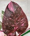 Philodendron Pink Princess

อนุบาลพร้อมส่ง. 