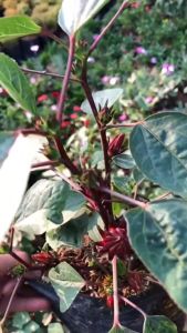 Bibit Tanaman Rosella: Manfaat & Cara Tumbuh