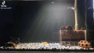 Lẻ vỉ lọc đáy - Bộ lọc Taiwan/ Bộ lọc hồ thuỷ sinh/ Bộ lọc đáy airlift